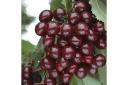 Cherry Bush 'Porthos' will appeal to beginners and experienced gardeners