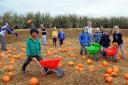 Pumpkin picking at Walby Farm Park with Kwe Cork, aged six from Broughton Moor, nearest the camera