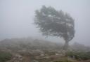 This wind is “strong enough to blow over a few trees, given that they are currently in full leaf”, the Met Office said