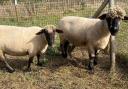 Sheep are enjoying their return to Hampstead Heath Extension (Image: City of London Corporation)