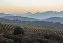 Errazuriz vineyards in Chile's cool Aconcagua Valley