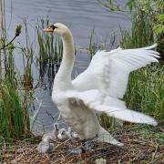 A swan family on one of Hampstead Heath's ponds enjoying the spring sunshine