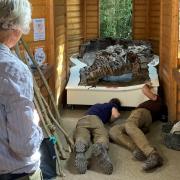 Archaeolgists preparing to open Roman kiln to the public at Highgate Wood