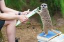 Meerkat gets weighed