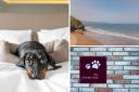 There are endless dog-friendly things to do in Whitby for your next staycation