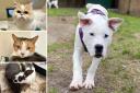 Could you help give any of these Sussex pets a home?