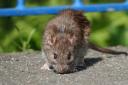 How to keep rats away from your home and garden