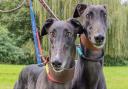 Rescue dogs in north London like Sandy and Danny are looking for a new home this winter