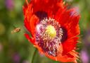 A hoverfly in St John's Lodge Gardens in Regent's Park