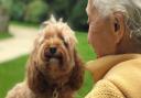 Waffle the Cavapoo brought back happy memories for Sally.