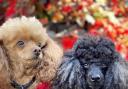 Toy poodles Bella and Buddy were the inspiration for owners Julian and Gilda Boram's book The Fancy Schmancy Lifeguard