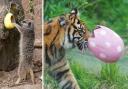 Sumatran tigers and meerkats were among the animals who enjoyed the Easter egg hunt