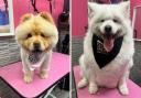 Felicity and Annabelle, who survived the Chinese meat trade, were given special treatment at Grand Union Pets in Shirland Road