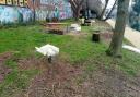 Swans pictured by the Grand Union Canal recently