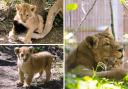 London Zoo has released photos of three adorable Asiatic lion cubs taking their first steps outside with mum Arya