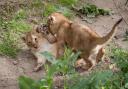 The lion cubs have been capturing the hearts of London Zoo's visitors