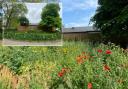 The Hive Meadow is in full bloom compared to how it was before (inset)  (Images: Heath Hands)