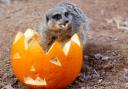 Dracula the Halloween meerkat at London Zoo