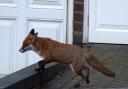 Urban Foxes are no friends of gardeners but when young cubs started coming into the house Ruth Pavey had to act