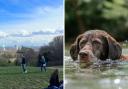 Pesticides found in dog flea treatments could be harming wildlife in Hampstead Heath's ponds, a study has found