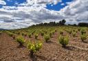 Vines at Bodegas Enguera, Valencia, producer of M&S Found Organic Verdil.