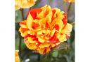 Rose 'Oranges and Lemons' Papagena