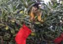 Squirrel monkey at London Zoo spots food-filled advent stocking