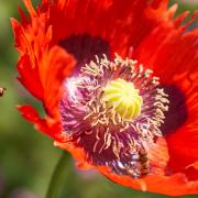 A hoverfly in St John's Lodge Gardens in Regent's Park