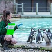 Keeper Hattie Sire counts the Humboldt penguins at the Annual Stocktake 2022 at ZSL London Zoo