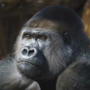 Kiburi in Gorilla Kingdom in ZSL London Zoo