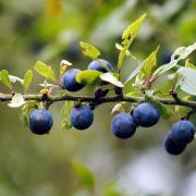 Blackthorn berries can be turned into sloe gin (Image: Newsquest)