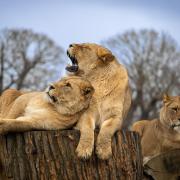 Woburn Safari Park in Bedfordshire is a short drive from north London and offers an exciting day out for the Easter Holidays