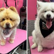 Felicity and Annabelle, who survived the Chinese meat trade, were given special treatment at Grand Union Pets in Shirland Road