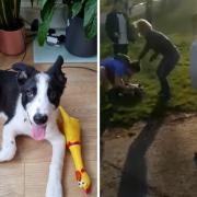 Max the dog (left) pictured before his injuries, after he was left injured in Gladstone Park (right)