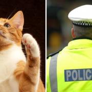 Police were called after a person was followed by a cat