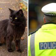 Police have released an audio clip of  a 999 caller informing officers about a cat following him