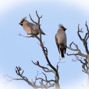 These Waxwings were photographed by reader Patricia Pearl