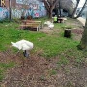 Swans pictured by the Grand Union Canal recently