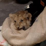 A trio of endangered lion cubs underwent their first check-up at London Zoo