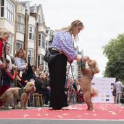 St John's Wood High Street was closed to traffic for a community festival that included a pooch parade. Image : Brandon&Audra