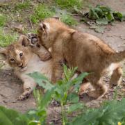 The lion cubs have been capturing the hearts of London Zoo's visitors