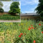 The Hive Meadow is in full bloom compared to how it was before (inset)  (Images: Heath Hands)