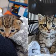 Binky (left) and Socks  were found tied up in carrier bags in a communal bin in Chalk Farm