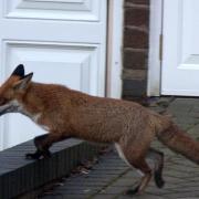 Urban Foxes are no friends of gardeners but when young cubs started coming into the house Ruth Pavey had to act