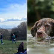 Pesticides found in dog flea treatments could be harming wildlife in Hampstead Heath's ponds, a study has found