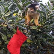 Squirrel monkey at London Zoo spots food-filled advent stocking