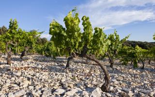 White grapes growing in the Lirac cru. Image © Christophe Grilhé, Inter-Rhône