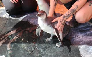 London Zoo's Humboldt penguins chicks have just learned to swim