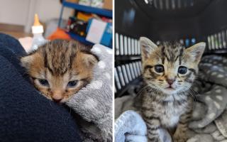 Binky (left) and Socks  were found tied up in carrier bags in a communal bin in Chalk Farm