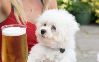 Testers from online pet care site said The Lord Palmerston in Dartmouth Park Hill was the most pet friendly in London